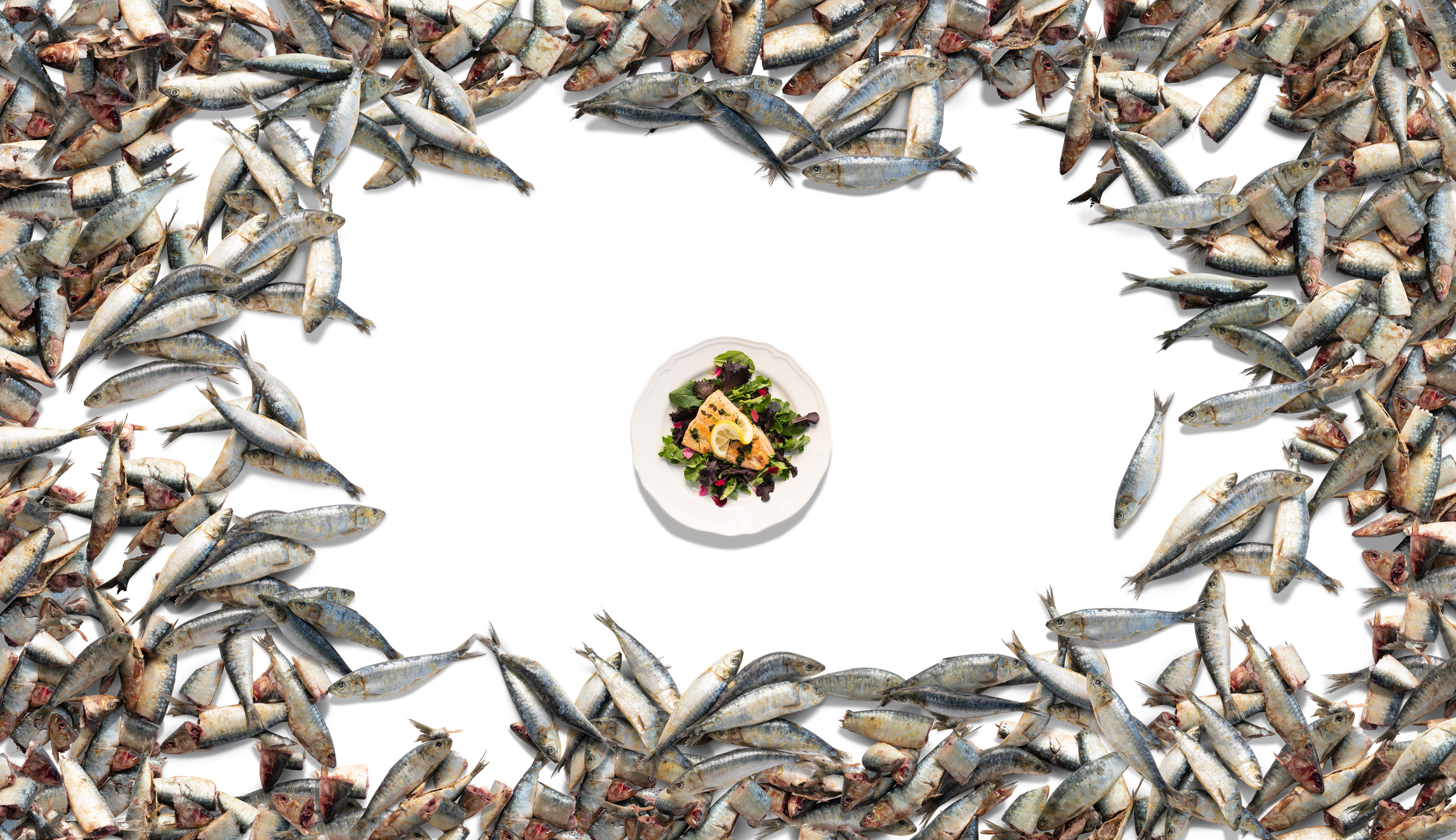 The Fish You (Don't Know You) Eat - Online Journalism Awards