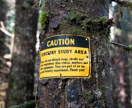 A black and yellow sign posted to a tree that says Caution: Forestry Study Area
