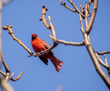 A cardinal sitting on a branch