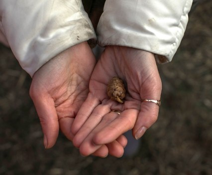 Hands holding a small, brown pinecone