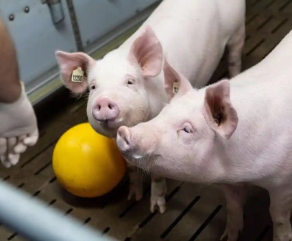 Pigs stand in a barn at the Badersfeld bog test farm in Oberschleissheim, Germany. Photograph: Lukas Barth/Reuters