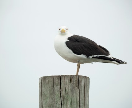 Thursday, May 26, 2022 - A Great Black-backed Gull perches on a dock piling off Cape May.