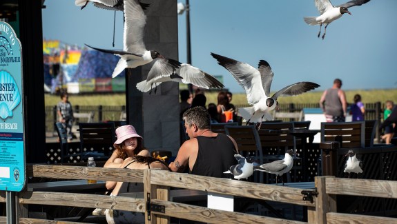 Wednesday, June 29 2022 - Diners are harassed by hungry Laughing Gulls on the boardwalk at Seaside Heights.