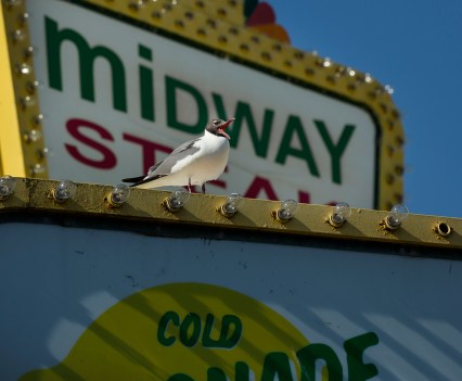 Wednesday, June 29 2022 - NJ's iconic bird, a Laughing Gulls, squawks from its perch on a sign at an iconic NJ location, Midway Steak House on the at Seaside Heights.