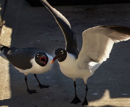 Wednesday, June 29 2022 - A Laughing Gull opens its mouth in hopes of getting a morsel of food held by another Laughing Gull at Seaside Heights.
