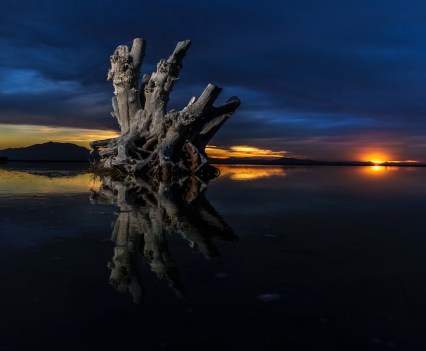 A large dead tree poking out of a body of water at twilight