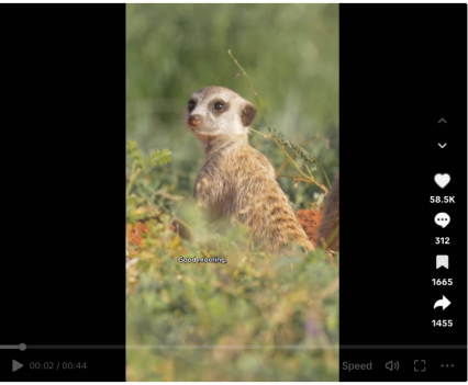 Screenshot from the TikTok video showing a meerkat standing in a field