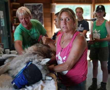 Peggy Callahan handled a sedated gray wolf during a medical check. The director of the Wildlife Science Center finds the extremes of opinions on wolves frustrating. “For some people, the wolf has to be this perfect animal,” she said. “They believe they only eat rats, and they can't kill each other. Then wolf haters are convinced that they are these savage animals.”