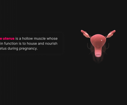 Explore the female reproductive system through interactive 3D mockups.