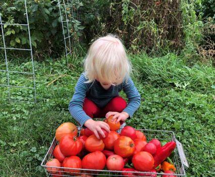A small blond child bends over a basket of bright red tomatoes