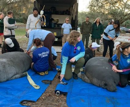 Manatee rescue workers kneel next to manatees on the ground