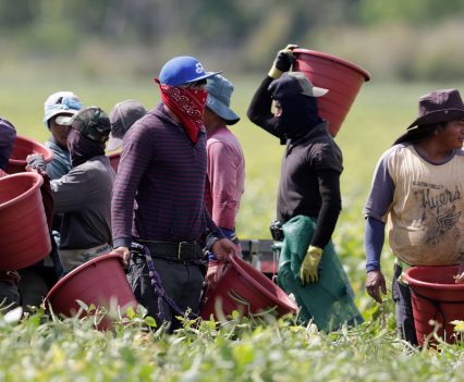 A group of men carry red buckets while they work in a field