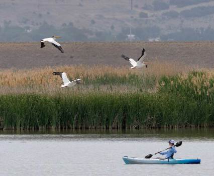 Gulls fly over a large body of water where a kayaker sits watching