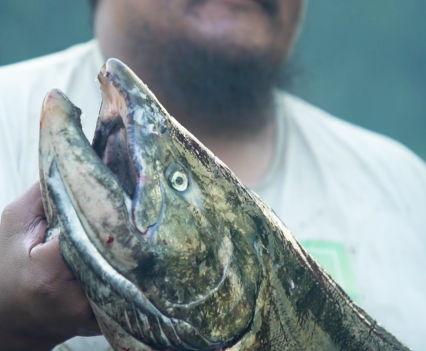 To heal a forest: The fight for salmon parks