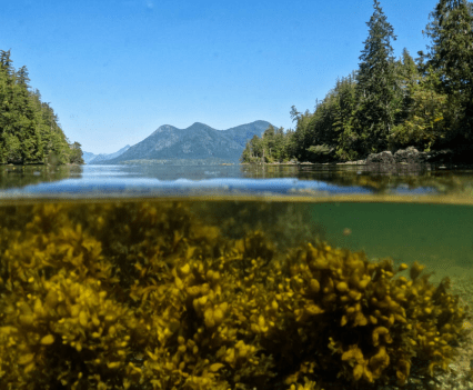 To heal a forest: The fight for salmon parks