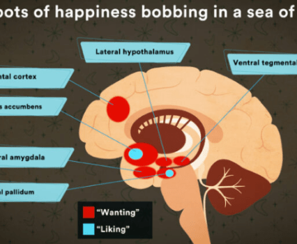 A graphic displaying color-coded parts of the "wanting" vs "liking" parts of the human brain