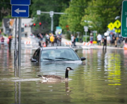 Photo of a goose swimming in front of a floating car in the floods in Vermont