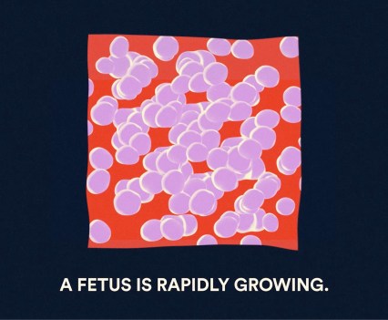 Graphic accompanied by text "A Fetus is Rapidly Growing"