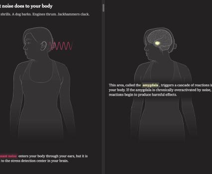 Graphic of woman showing the part of brain that is impacted by noice