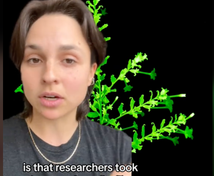 A bright green plant on a black background is overlayed with the portrait of a woman. Text over the image reads, "is that researchers took the gene from fireflies that help them glow"