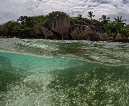 Blue-green ocean water in a cove surrounded by tall rock cliffs and palm trees