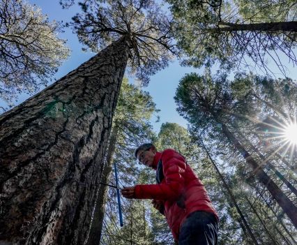 A man stands at the base of a tall tree in a forest