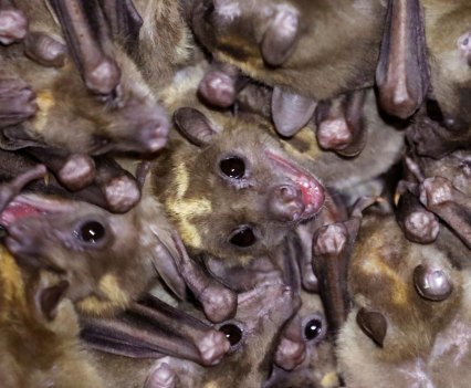 Group of bats in a group.