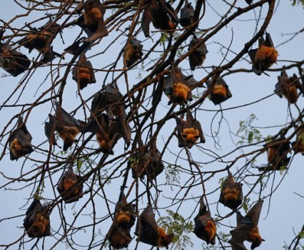 Group of bats hanging in a tree in daylight.